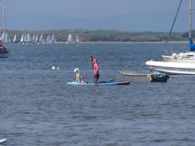 dog on paddleboard.JPG